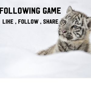 Snow tiger's following game ❄🐅